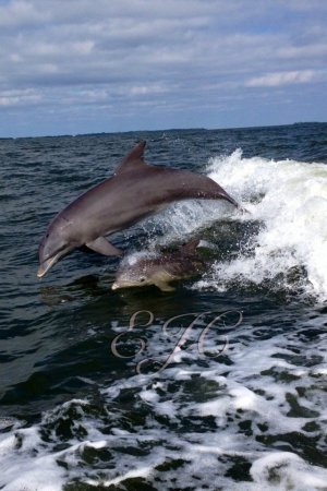 Mama and baby dolphin playing in the wake behind the Island Girl III